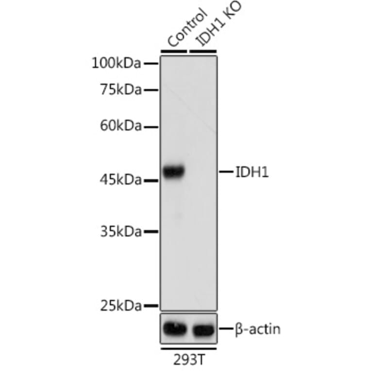 Western Blot - Anti-IDH1 Antibody (A89971) - Antibodies.com