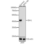 Western Blot - Anti-IDH1 Antibody (A89971) - Antibodies.com