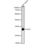 Western Blot - Anti-NCR1 Antibody (A89973) - Antibodies.com