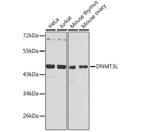 Western Blot - Anti-Dnmt3L Antibody (A89974) - Antibodies.com