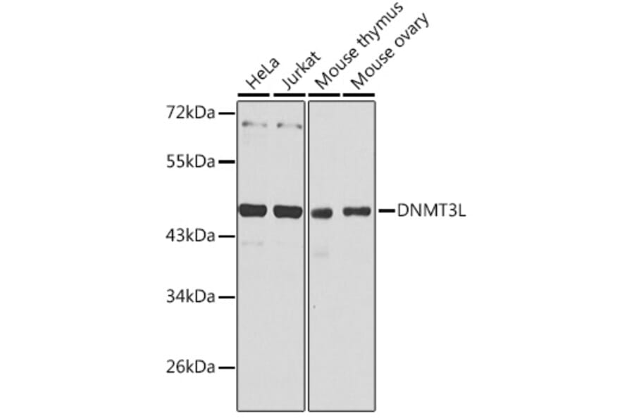 Western Blot - Anti-Dnmt3L Antibody (A89974) - Antibodies.com