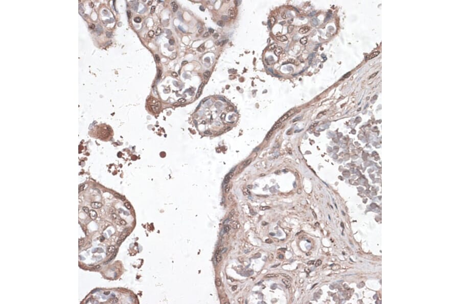 Immunohistochemistry - Anti-MEF2C Antibody (A89975) - Antibodies.com