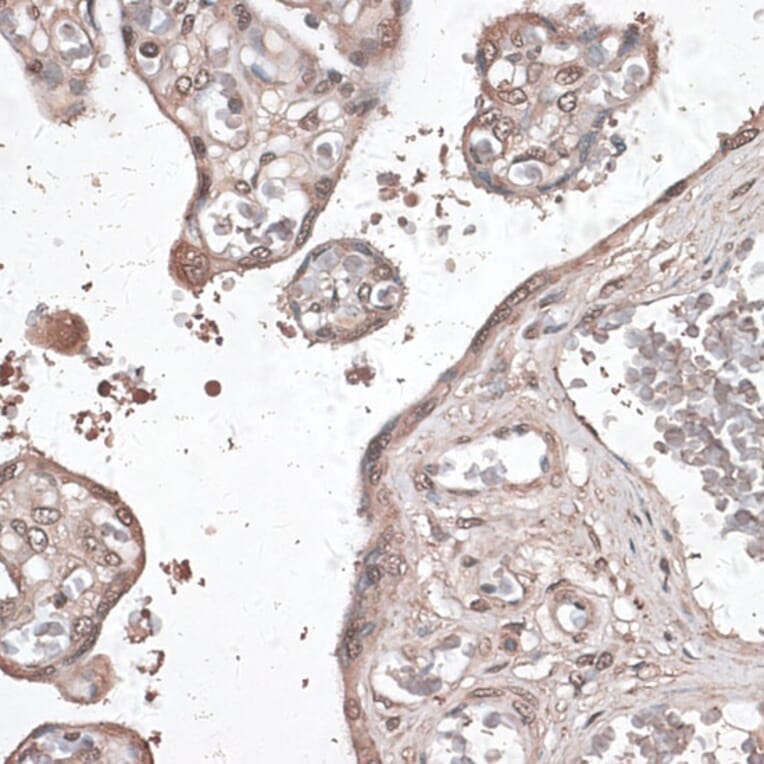 Immunohistochemistry - Anti-MEF2C Antibody (A89975) - Antibodies.com