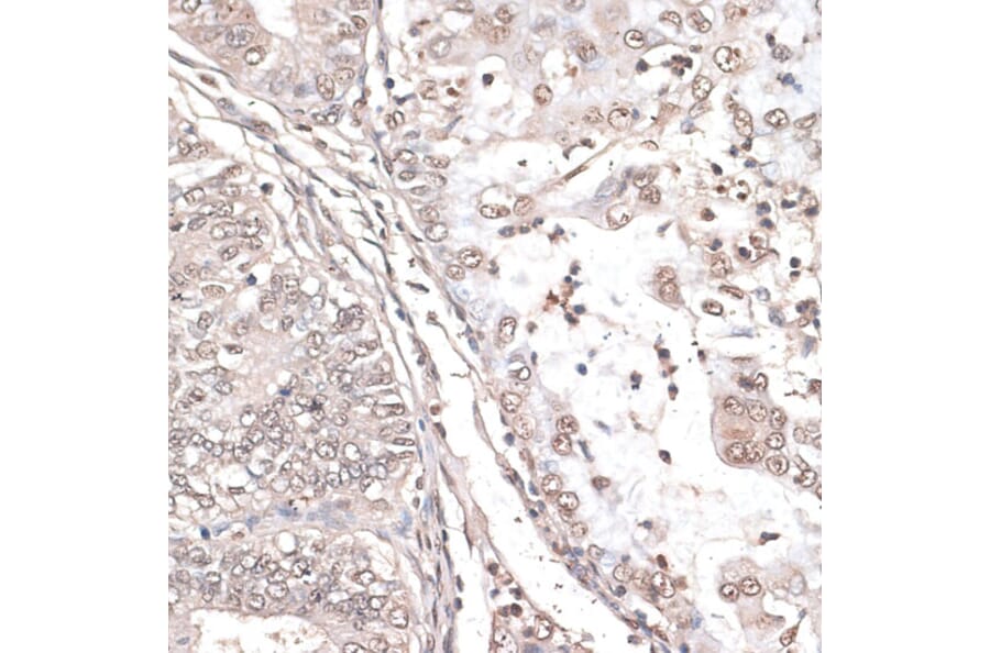 Immunohistochemistry - Anti-MEF2C Antibody (A89975) - Antibodies.com