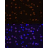 Immunofluorescence - Anti-MEF2C Antibody (A89975) - Antibodies.com