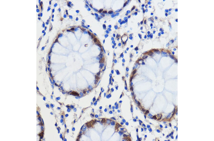 Immunohistochemistry - Anti-GCAT Antibody (A89976) - Antibodies.com