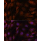 Immunofluorescence - Anti-GCAT Antibody (A89976) - Antibodies.com