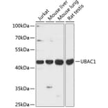 Western Blot - Anti-KPC2 Antibody (A89977) - Antibodies.com