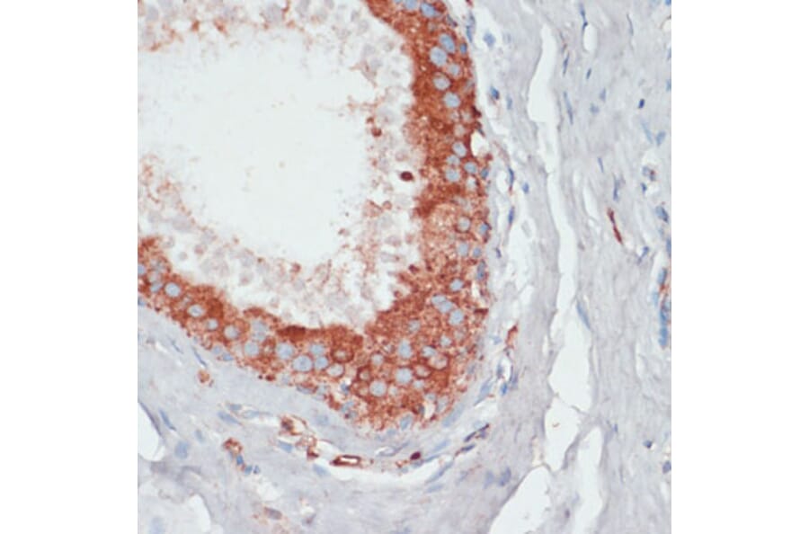 Immunohistochemistry - Anti-PGK2 Antibody (A89983) - Antibodies.com
