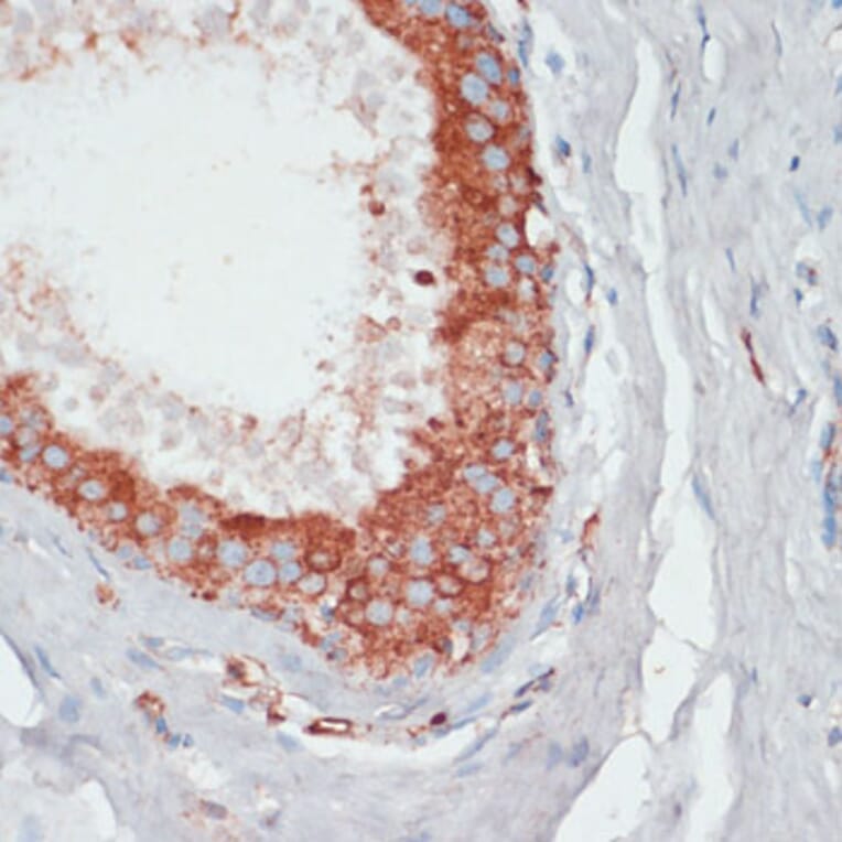 Immunohistochemistry - Anti-PGK2 Antibody (A89983) - Antibodies.com