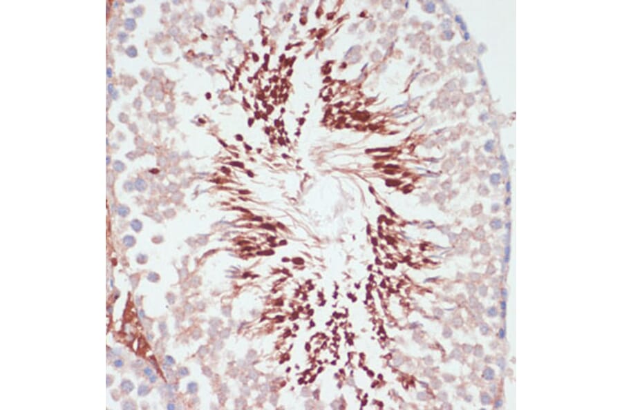 Immunohistochemistry - Anti-PGK2 Antibody (A89983) - Antibodies.com