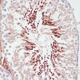 Immunohistochemistry - Anti-PGK2 Antibody (A89983) - Antibodies.com