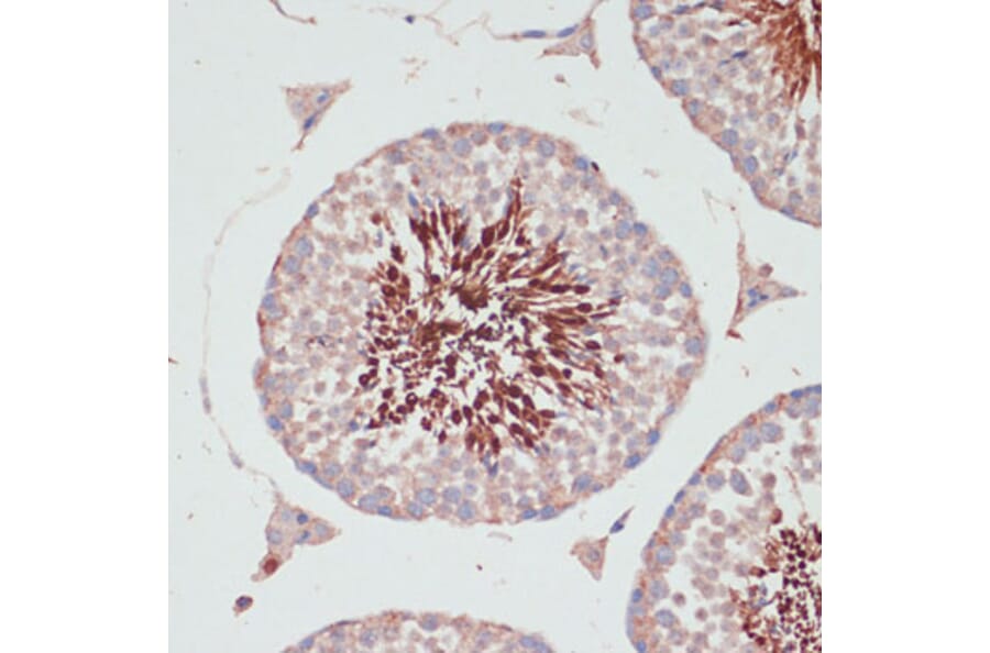 Immunohistochemistry - Anti-PGK2 Antibody (A89983) - Antibodies.com