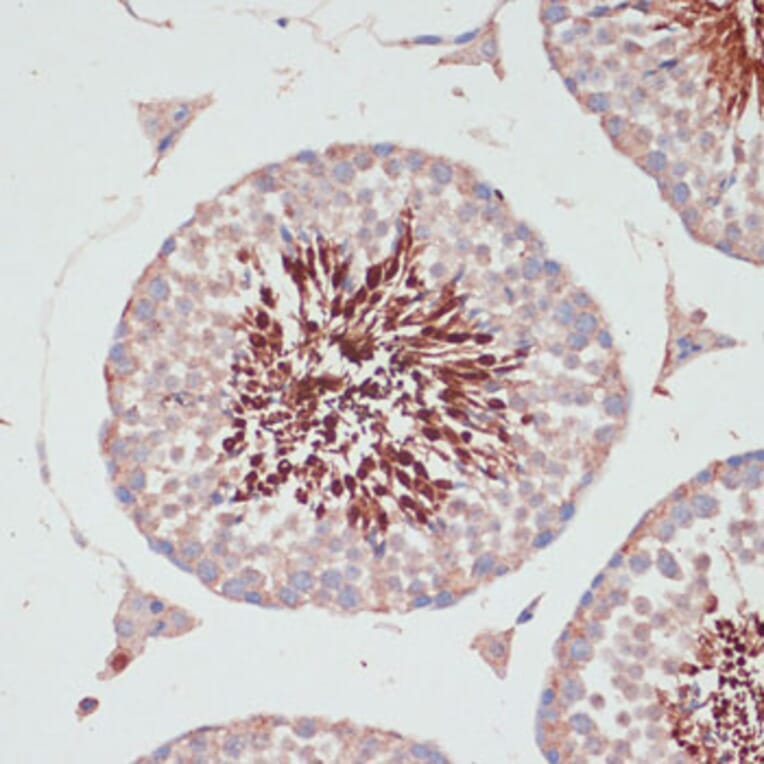 Immunohistochemistry - Anti-PGK2 Antibody (A89983) - Antibodies.com
