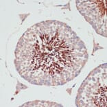 Immunohistochemistry - Anti-PGK2 Antibody (A89983) - Antibodies.com