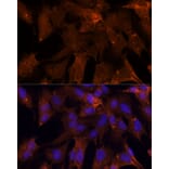 Immunofluorescence - Anti-PGK2 Antibody (A89983) - Antibodies.com