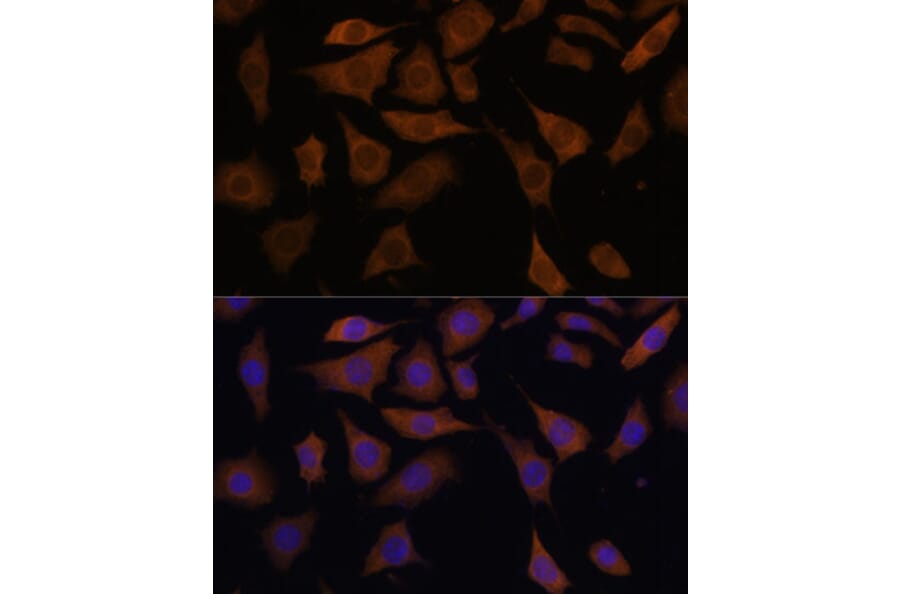 Immunofluorescence - Anti-PGK2 Antibody (A89983) - Antibodies.com