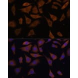 Immunofluorescence - Anti-PGK2 Antibody (A89983) - Antibodies.com