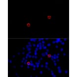 Immunofluorescence - Anti-DC-SIGNR Antibody (A89986) - Antibodies.com