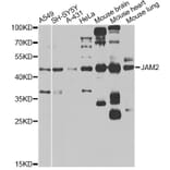 Western Blot - Anti-JAM2 Antibody (A14145) - Antibodies.com