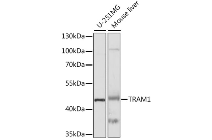 Western Blot - Anti-TRAM1/TRAM Antibody (A89989) - Antibodies.com