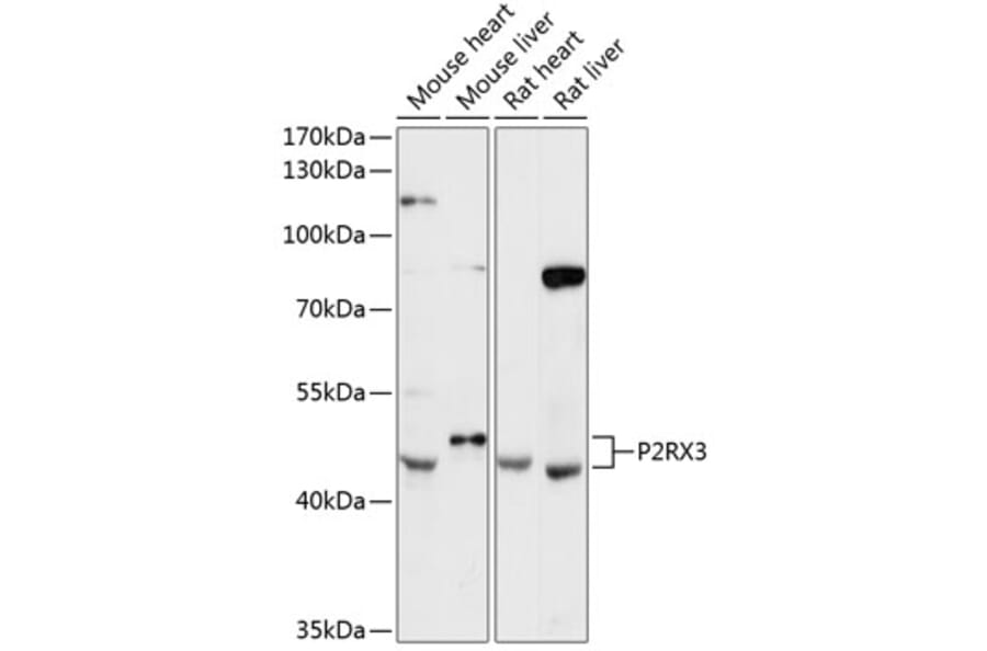 Western Blot - Anti-P2X3 Antibody (A89992) - Antibodies.com