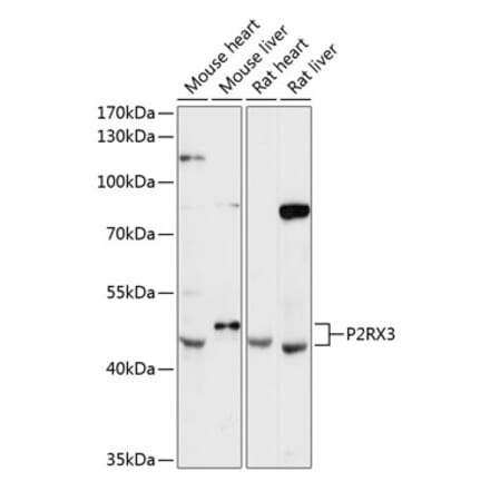 Western Blot - Anti-P2X3 Antibody (A89992) - Antibodies.com