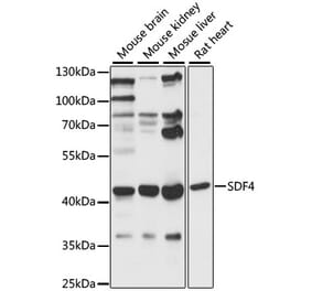Western Blot - Anti-SDF4 Antibody (A89993) - Antibodies.com