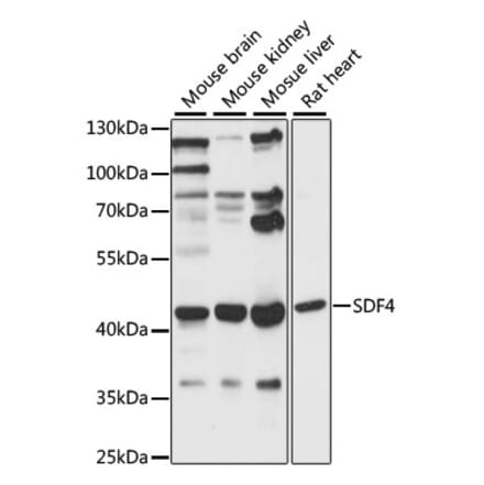 Western Blot - Anti-SDF4 Antibody (A89993) - Antibodies.com