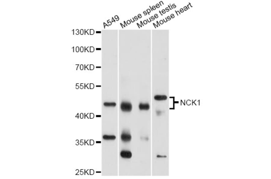 Western Blot - Anti-NCK1 Antibody (A13332) - Antibodies.com