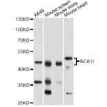 Western Blot - Anti-NCK1 Antibody (A13332) - Antibodies.com