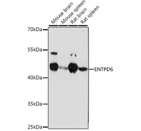 Western Blot - Anti-ENTPD6 Antibody (A89997) - Antibodies.com