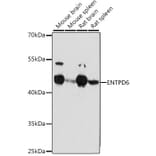 Western Blot - Anti-ENTPD6 Antibody (A89997) - Antibodies.com