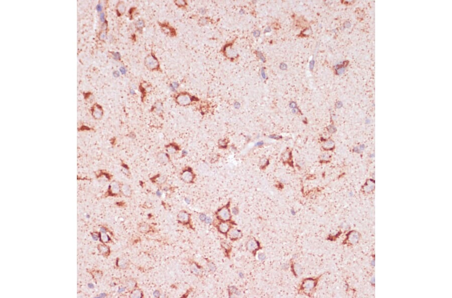 Immunohistochemistry - Anti-ENTPD6 Antibody (A89997) - Antibodies.com