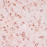 Immunohistochemistry - Anti-ENTPD6 Antibody (A89997) - Antibodies.com
