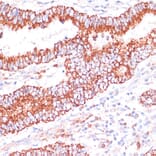 Immunohistochemistry - Anti-ENTPD6 Antibody (A89997) - Antibodies.com