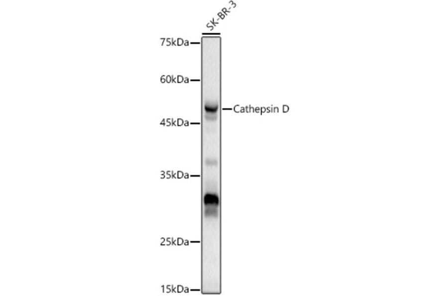 Western Blot - Anti-Cathepsin D Antibody (A89998) - Antibodies.com