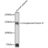 Western Blot - Anti-Factor H Antibody (A9001) - Antibodies.com