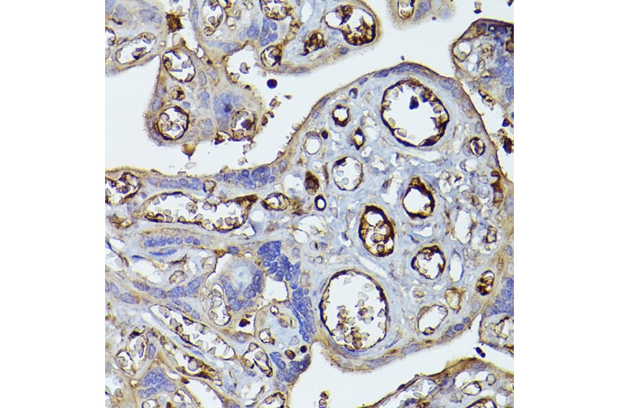 Immunohistochemistry - Anti-Factor H Antibody (A9001) - Antibodies.com