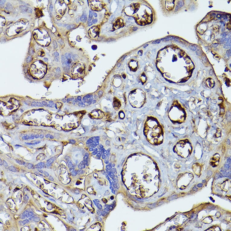 Immunohistochemistry - Anti-Factor H Antibody (A9001) - Antibodies.com
