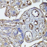 Immunohistochemistry - Anti-Factor H Antibody (A9001) - Antibodies.com