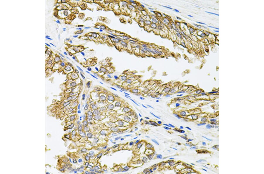 Immunohistochemistry - Anti-HLA-DQA1 Antibody (A9002) - Antibodies.com