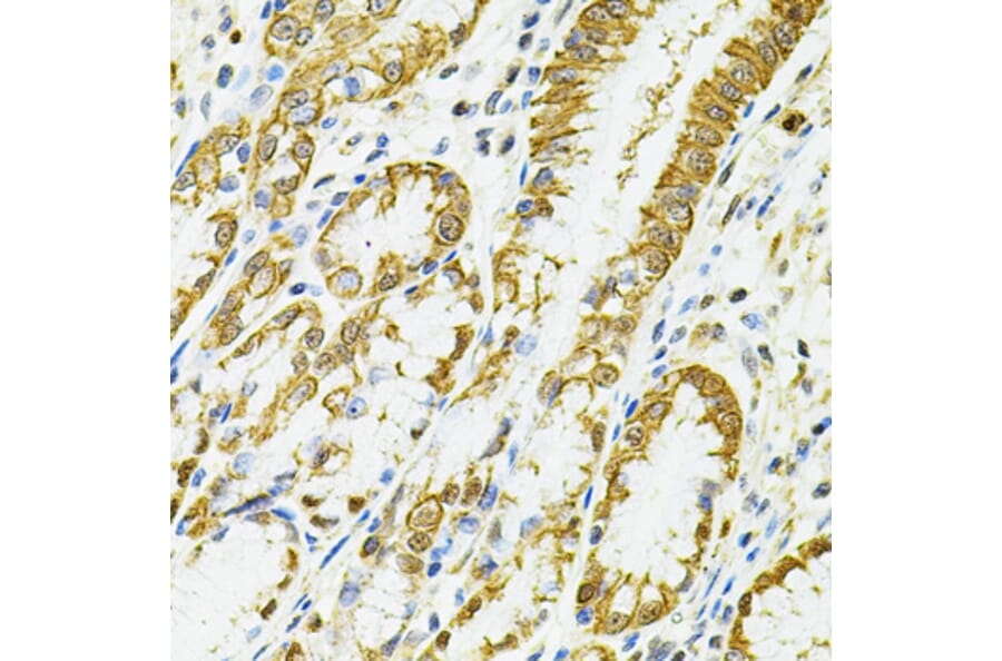 Immunohistochemistry - Anti-HLA-DQA1 Antibody (A9002) - Antibodies.com