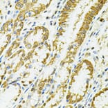 Immunohistochemistry - Anti-HLA-DQA1 Antibody (A9002) - Antibodies.com