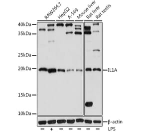 Western Blot - Anti-IL-1 alpha Antibody (A9003) - Antibodies.com