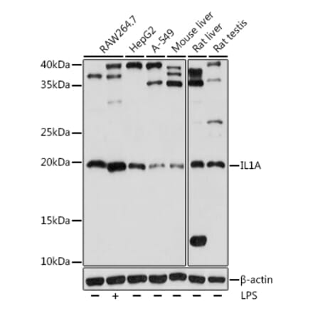 Western Blot - Anti-IL-1 alpha Antibody (A9003) - Antibodies.com