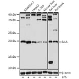 Western Blot - Anti-IL-1 alpha Antibody (A9003) - Antibodies.com