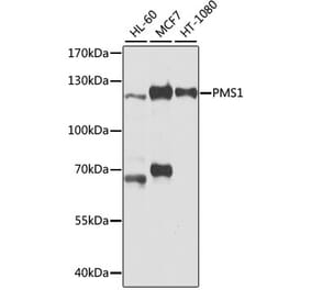 Western Blot - Anti-PMS1 Antibody (A9004) - Antibodies.com