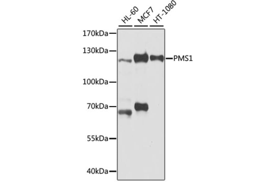 Western Blot - Anti-PMS1 Antibody (A9004) - Antibodies.com