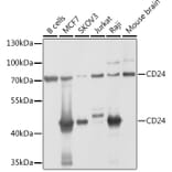 Western Blot - Anti-CD24 Antibody (A9005) - Antibodies.com